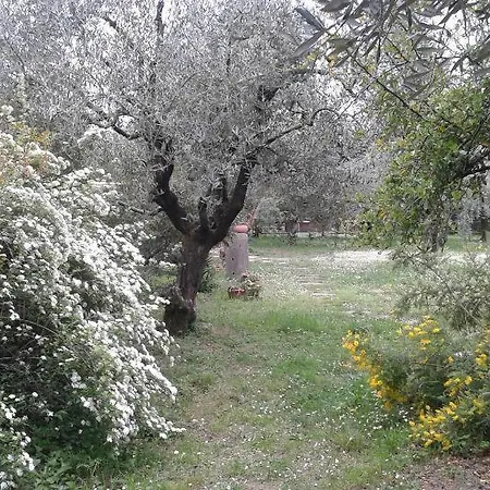 Albachiara * Sarzana