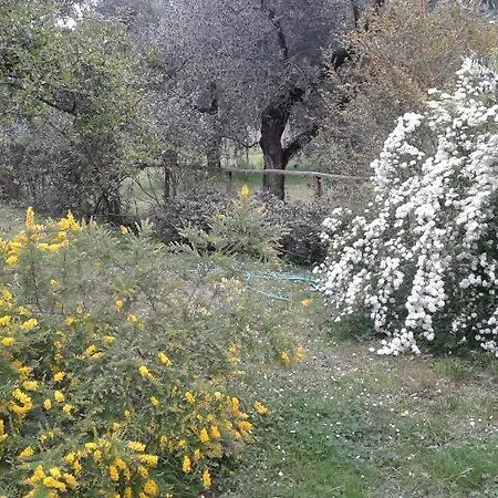 Albachiara *