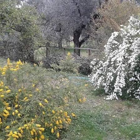 Albachiara *
